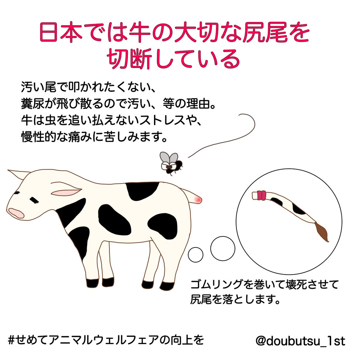 「汚い尾っぽで叩かれたくない」などの理由から、日本では乳牛のしっぽを切断する場合があります😢 すべての農家ではありませんが、およそ10万2800頭の乳牛のしっぽが切断されていると言われています😞 牛は、痛みや虫をはらえないストレスに悩まされます #アニマルウェルフェアの向上を