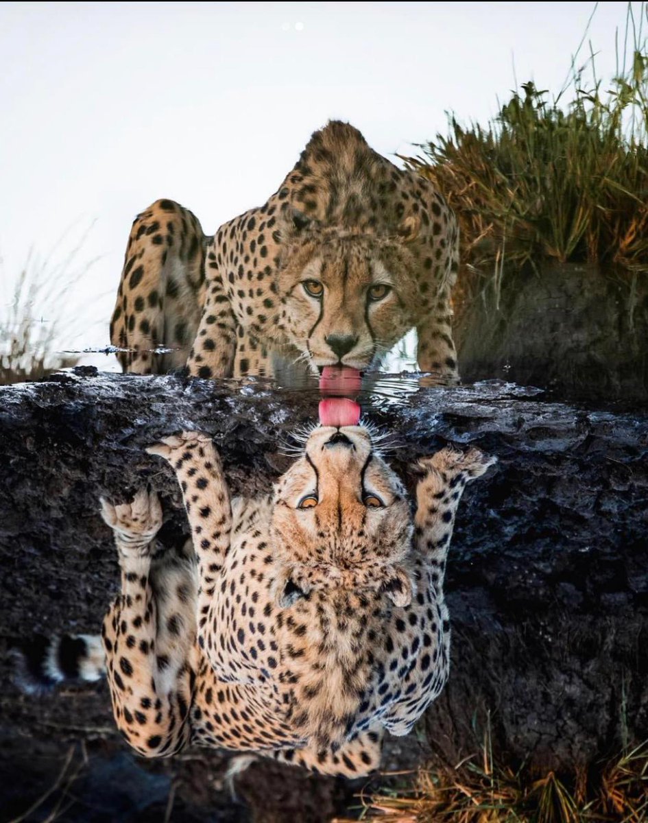 A Cheetah's reflection