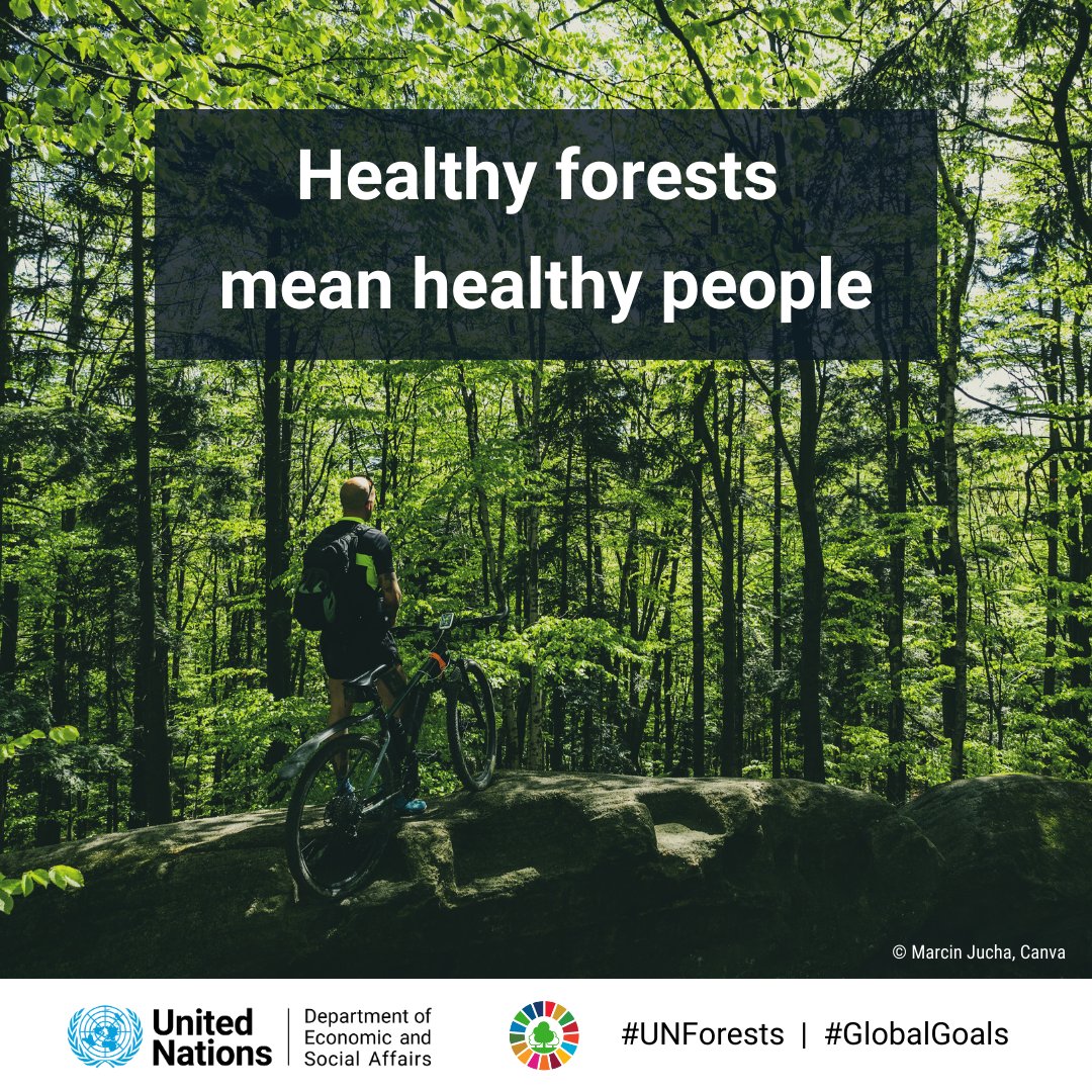 🌲 The 19th session of the UN Forum on Forests starts today with the participation of FOREST EUROPE. 🖥️ Don't miss the discussions on the review of the International Arrangement on Forests to ensure the achievement of the Global Forest Goals #UNForests ➡️ webtv.un.org/en