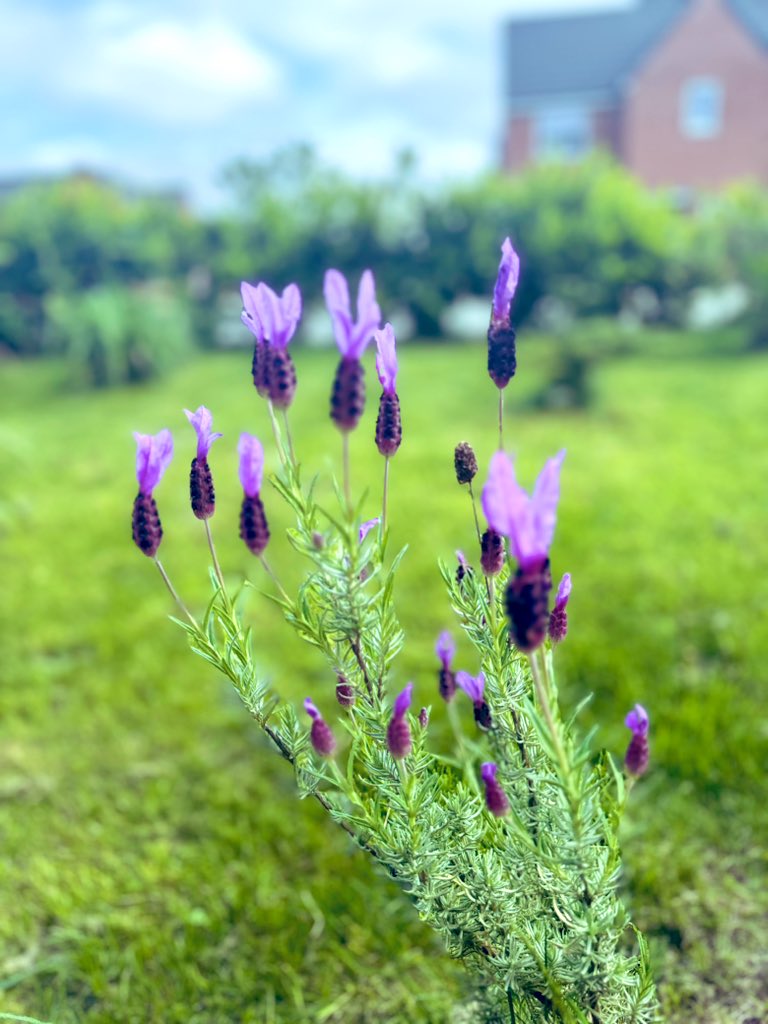 Garden lavender 🌿