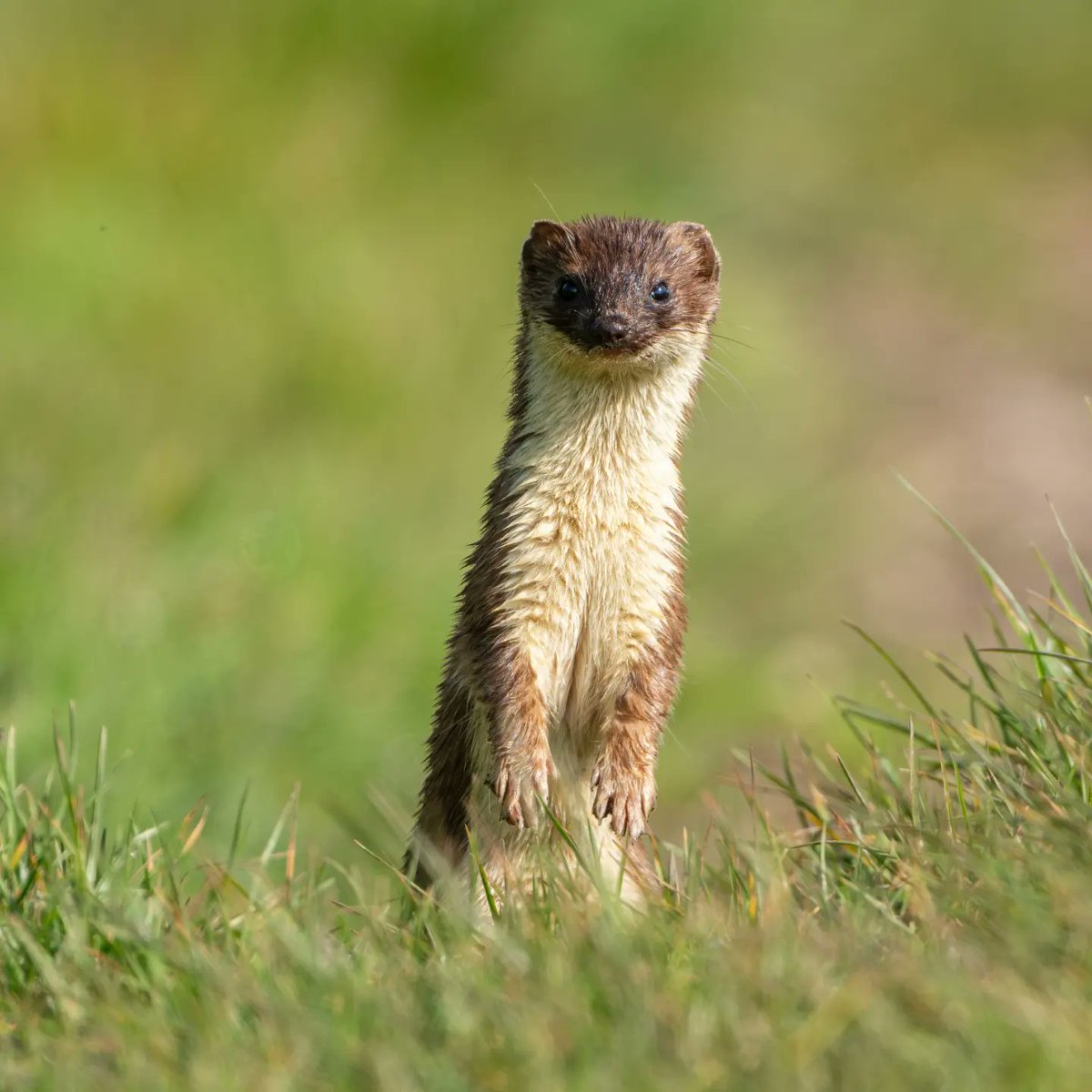 Sometimes it is simply a case of right place, right time. A morning walk in the hope of finding some Yellow Wagtails was topped off nicely by this confiding Stoat! Amazing moment...I never did find the Wagtails... @UKNikon @Mammal_Society