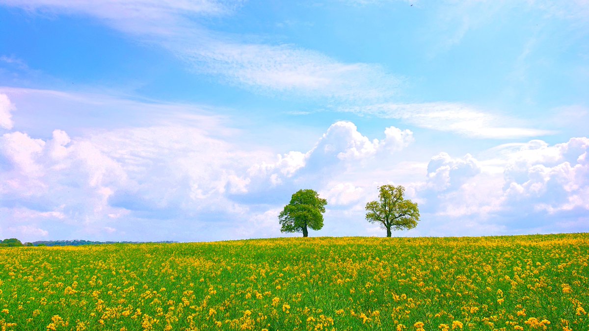 P1P3R00's tweet image. #ToTheTrees #TwoTrees #TreeOfLife #RootsEntwined #BrideInChrist #TreesAreLife #TreeLife #TwOTrEeSaTLuDfOrD
 #RobinHoodTime #Jesus2024
#MortimersForest 🙉🙊🙈 #RichardsCastle #MyBackYard

youtu.be/S2lKSEgb8yc?si…