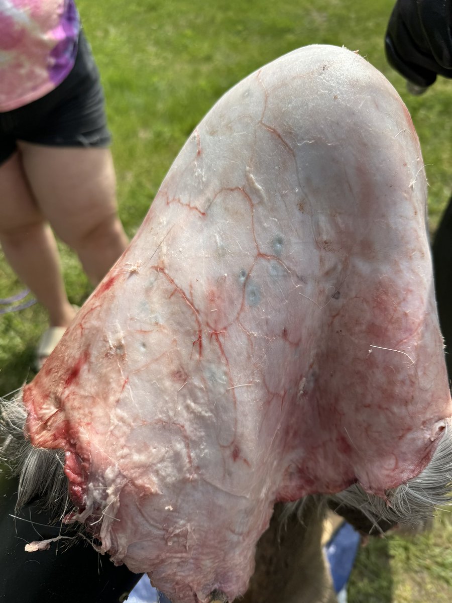 Out of office! See y’all next Monday after round three of Niizh Manidook Hide Camp (featuring my first solo-ish deer hide harvested by my dad, fleshed and soaking to remove the hair) 🦌🏕️