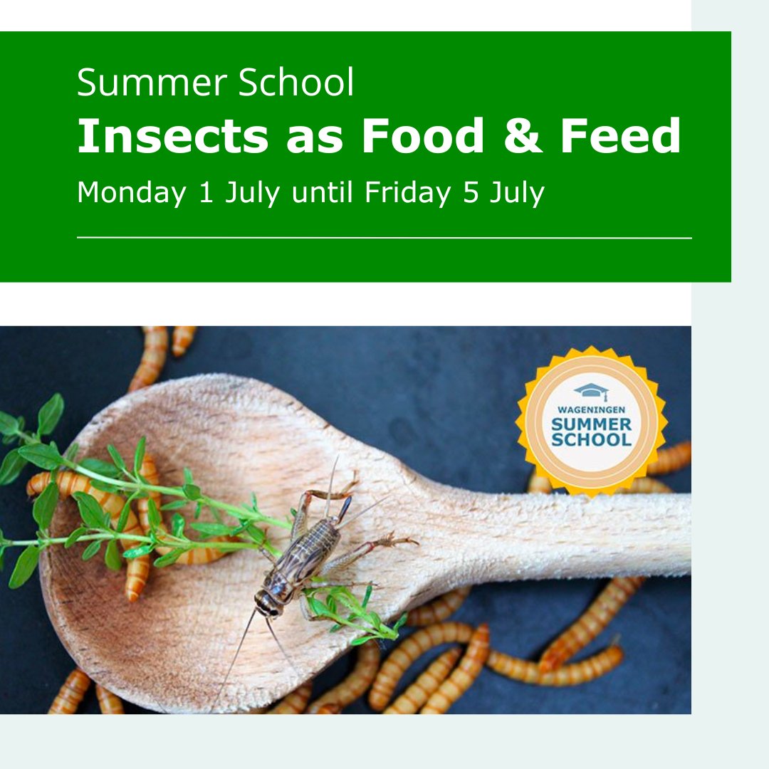 🐛 Looking for a new and exciting way to contribute to a #circular food chain? Join us for our #SummerSchool on insects as food and feed! 🪳 
Don't miss this chance to explore a cutting-edge alternative protein source 👉 wur.nl/en/show/summer…