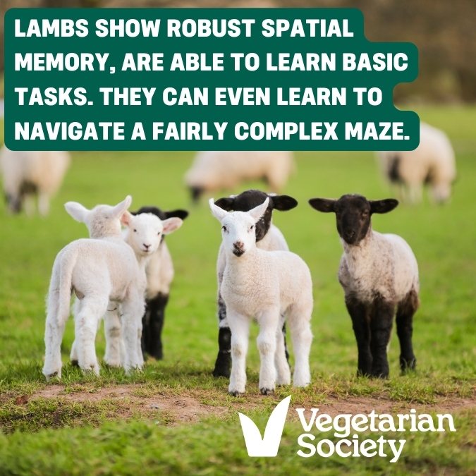 Find out more about lambs vegsoc.org/what-we-do/org… - go veggie! go vegan! Increase plant-based meals. #LoveLambs #FriendNotFood