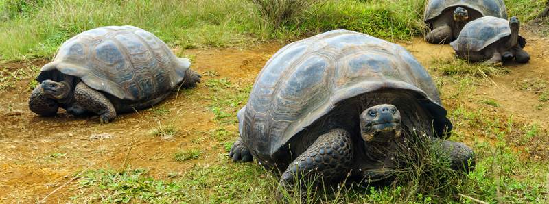 Migrazione stagionale delle tartarughe delle Galapagos ecplanet.org/migrazione-sta… Le #tartarughe #giganti migrano imprevedibilmente di fronte ai #cambiamenticlimatici. A differenza di molte #speciemigratorie, le tartarughe giganti delle... ( #ecplanet #EdoardoCapuano )