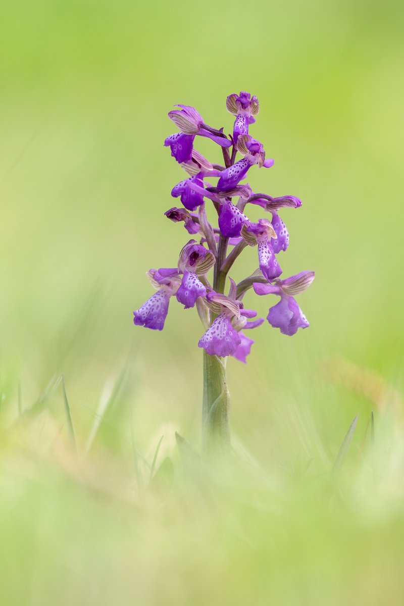 🌷Kleines Knabenkraut (Anacamptis morio)

Sie ist meistens die erste wilde #Orchidee die sich im Frühjahr zeigt. Eine Augenweide nach dem langen Winter.

#Pflanzen #Natur #Biodiversität #Orchideen