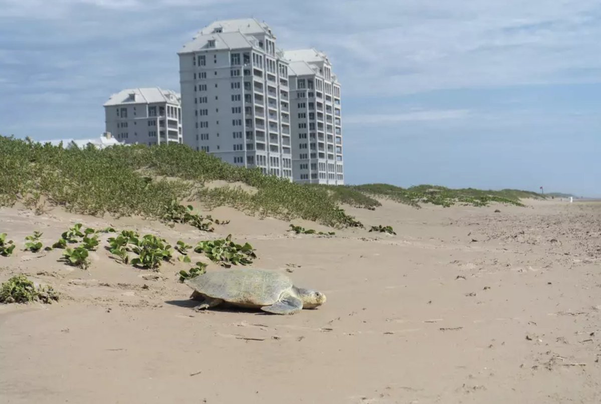 Researchers at Padre Island National Seashore are working hard to protect sea turtles against rising sea levels.

Read the full article to learn more about the inspiring work being done to safeguard these majestic creatures: lmtonline.com/news/local/art…

Photo: Sea Turtle Inc