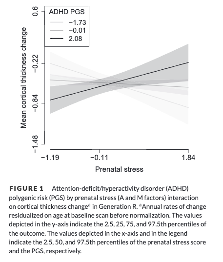 What are genetic effects of #ADHD on brain growth? 🧬🧠This study found an interaction between prenatal stress and PGS-ADHD on cortical thickness pubmed.ncbi.nlm.nih.gov/38538956/ Great work by @mlopez_vicente, @tonyajhwhite & team