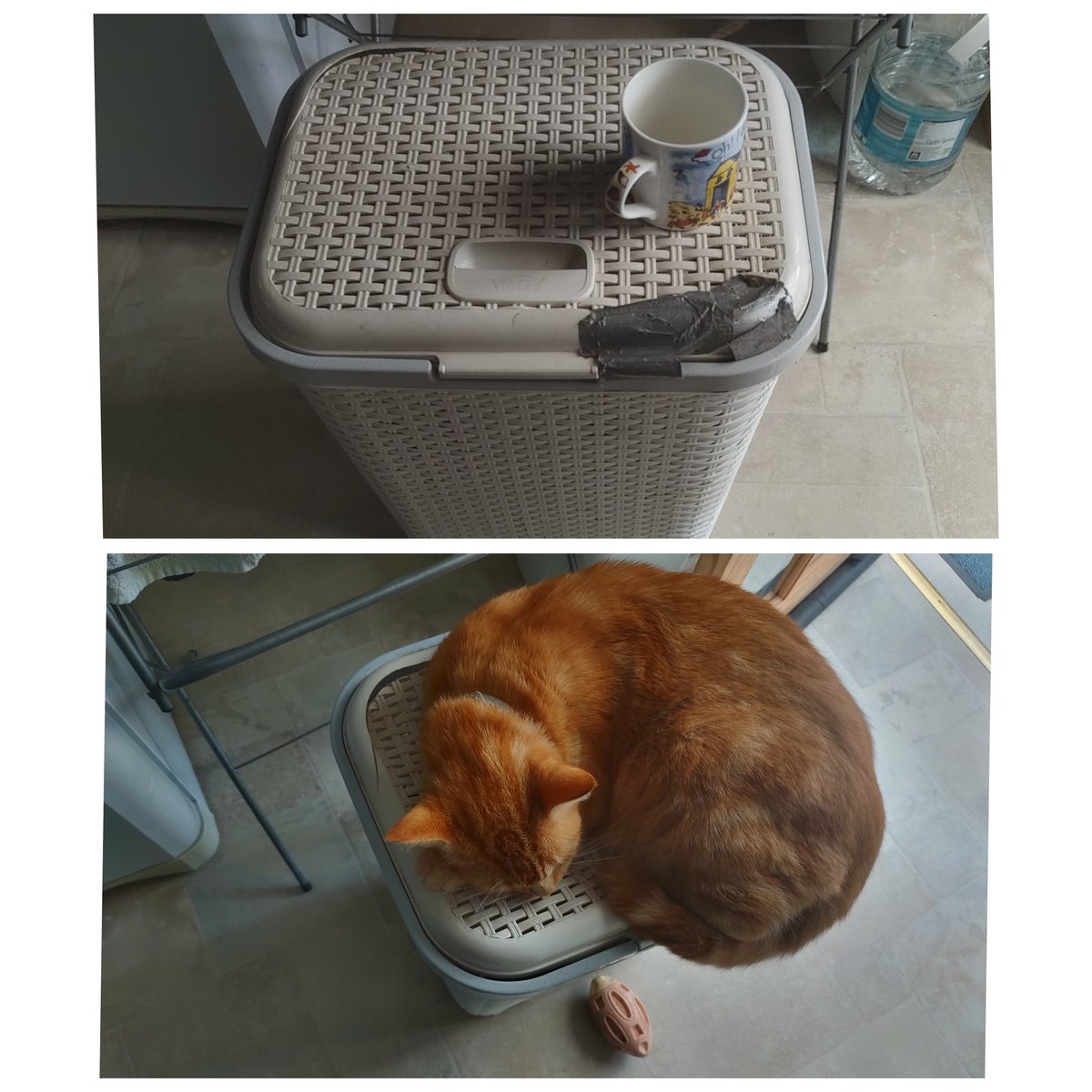 Aslan continues to grow its him that's broken the washing basket. When he lays on my chest the heavy lump affects my breathing 😂 he's not fat he's just big