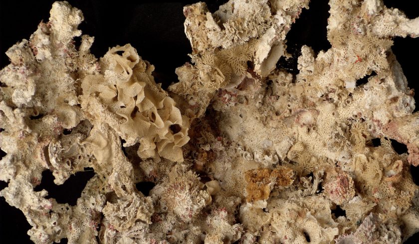 #JobOpportunity
 Join us <a href="/Senckenberg/">SENCKENBERG</a> #Frankfurt as a Collection Scientist and Curator of #Marine #Invertebrates. 🪸🧽Candidates with expertise in #corals, #sponges, #bryozoans, #echinoderms, or other organismal groups are welcome to apply by May 30. 
👉 sgn.one/5s8