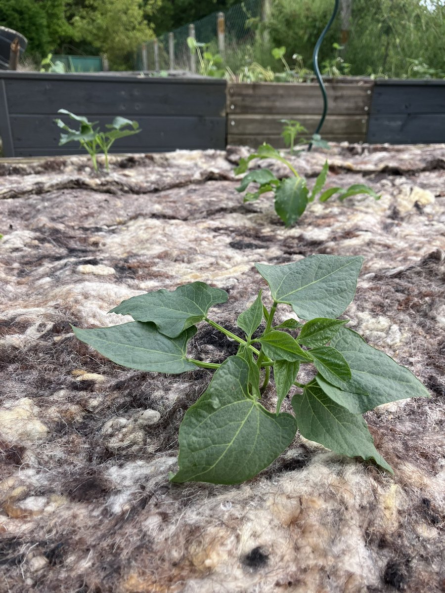 In addition to be one of the most sustainable sequencing platform, @nanopore (by-)products can also be used for sustainable vegetables growing 😎
🍅🍆🍉🫛🫑🥬
(Here is the wool insulation used to keep reagents cool 🧊❄️)