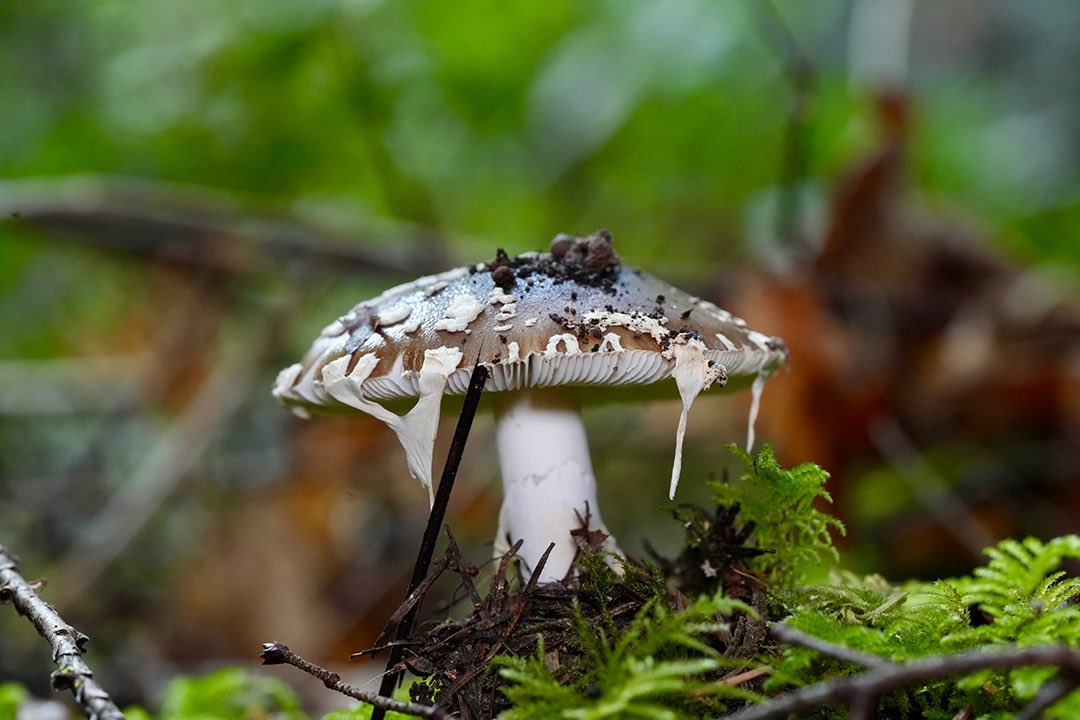 Panthercap mushroom 🍄#mushrooms #pnw #moss
#mushroomphotography #sonya7iv #naturemacro #smallworldlovers #washingtonstatephotographer