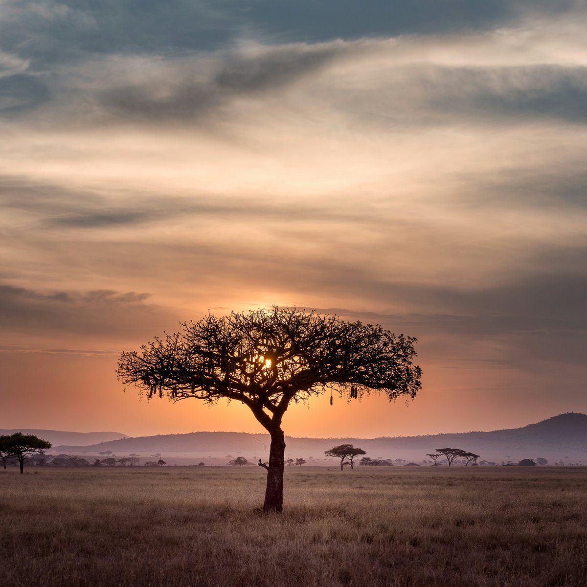 From the soulful Serengeti to the idyllic coasts of Zanzibar, the 2024 EO Tanzania Exploration is one that can’t be missed. Register now for this global EO Adventure on 18-24 May! 🌍 Sign up now: bit.ly/3QpDQay #Tanzania #EOGlobal #EOExploration