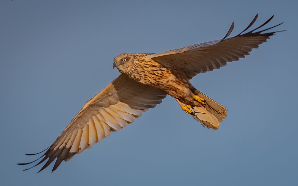 Marsh Harrier, SW Germany 2024 #BirdsSeenIn2024