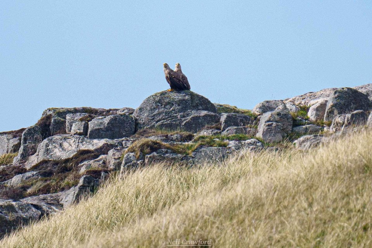 Some stunning photos taken by Neil Crawford Photography of the pair of white tailed sea eagles that we see on our wildlife trips. #uistseatours #seaeagle #whitetailedeagle #eagles