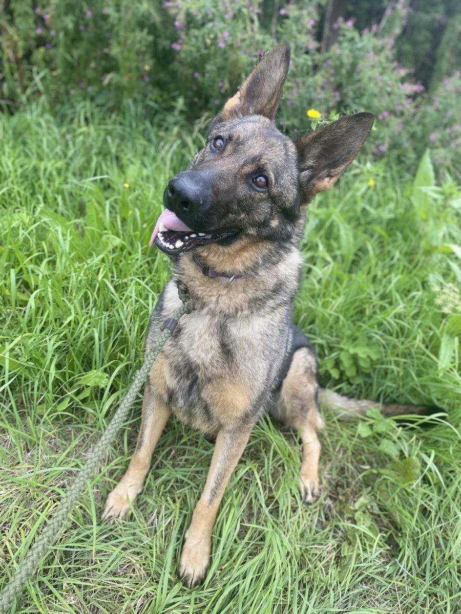 Luna is 4yrs old and she missed out on everything a young #GermanShepherd needs due to lockdowns, Luna will need an exp child and pet free home to go back to basics please #dogs #Essex gsrelite.co.uk/luna-10/