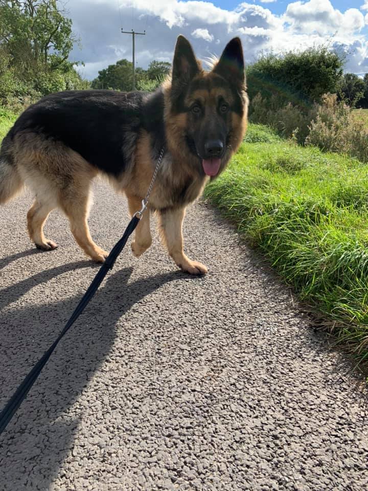 Hansel is 4yrs old and this boy has missed out on a lot, Hansel can be very protective of his home and people so needs a child and pet free home with exp of this issue #dogs #GermanShepherd #Essex gsrelite.co.uk/hansel-2/