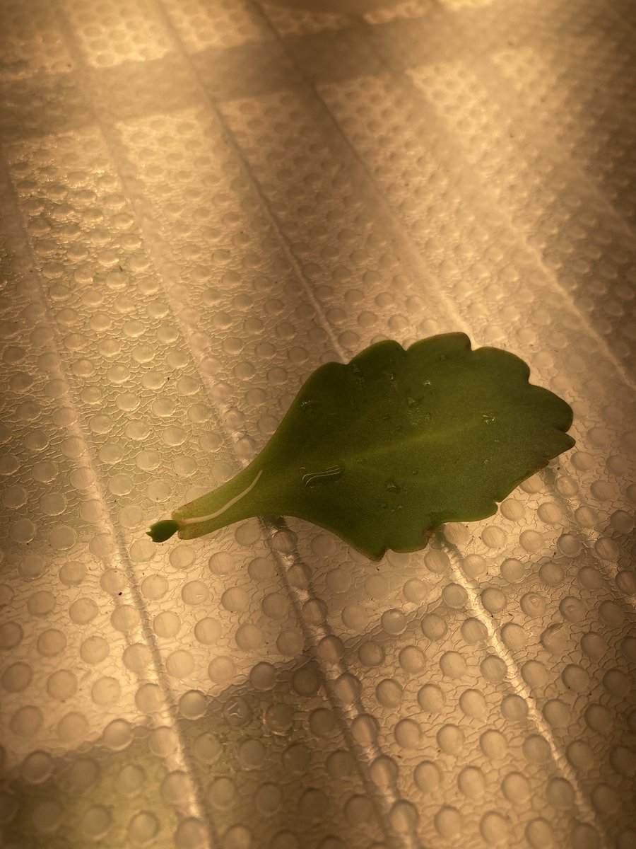 I observed what appears to be an embryo growing off a detached kalanchoe leaf.