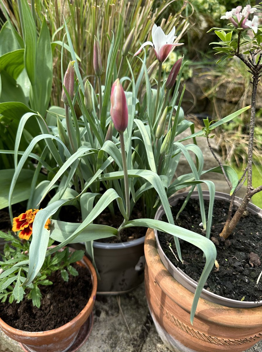 I found this small group of tulips (I think) behind my herbs and have moved them into the sun. They are coming out but I have no recollection of them or why they are still in a plastic pot. #ForgottenFlowers 😞