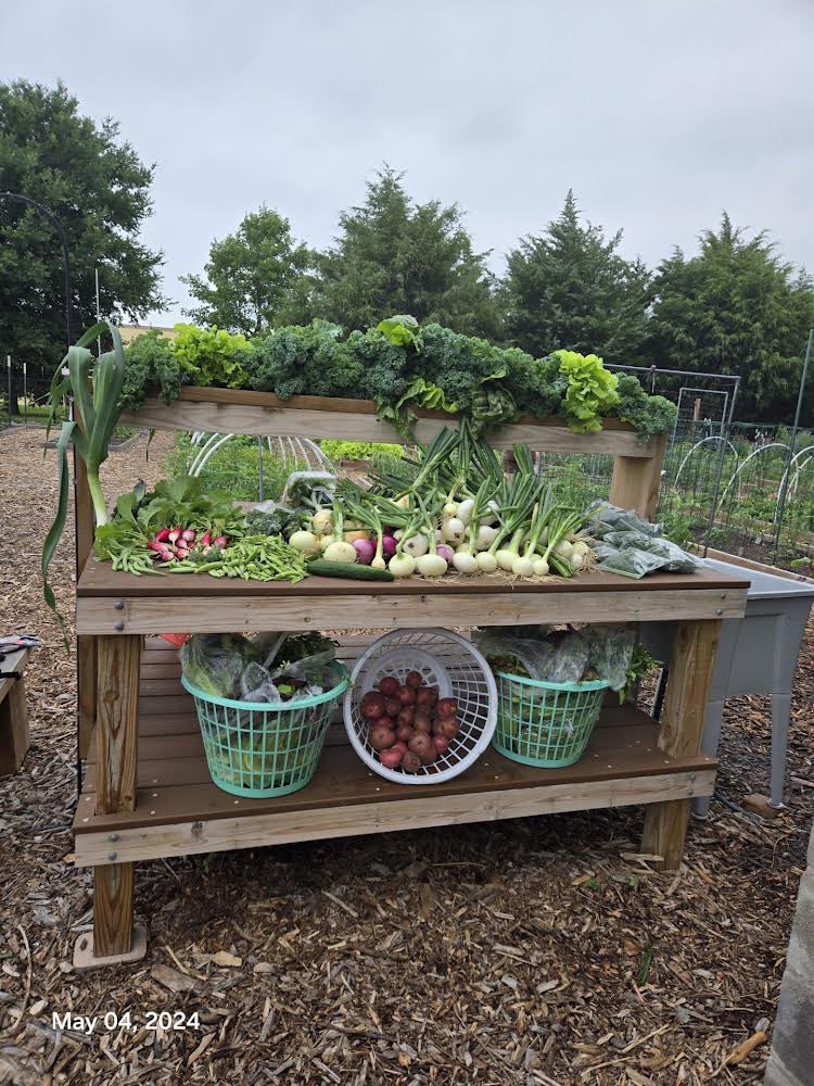 TRO_AKA's tweet photo. Tau Rho Omega members contributed produce from their garden plot at The Giving Garden of Carrollton. 69 pounds of produce will be delivered to Metrocrest Services of Carrollton! @MetrocrestHelps #AKAEnhanceOurEnvironment #SoaringWithAKA #AKA1908 #CommunityGarden #CommunityImpact https://t.co/OK08FDH3RD