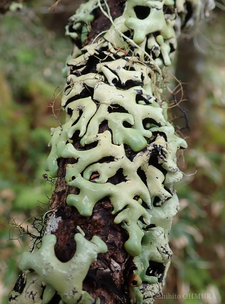 #地衣類 everyday  リボンチイ（ウメノキゴケ科）Hypogymnia hypotrypa。針葉樹林帯の樹皮に着生。地衣体内部が空洞になる。

「リボンチイ」はコケ植物との異種同名「リボンゴケ」に対する新称
lichenjapan.jp/?page_id=4785