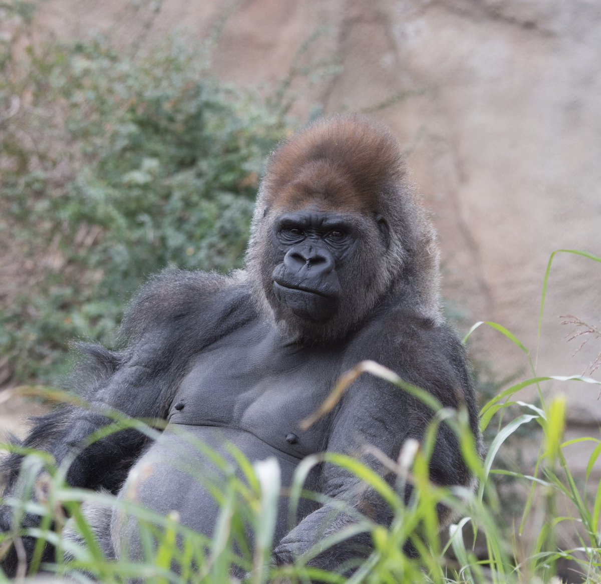 An endeared lowland gorilla nicknamed “The Professor” for his high intelligence died Saturday at the St Louis Zoo from a sudden heart attack. Little Joe was 26 years-old, and had been in treatment for heart disease. St Louis Zoo began giving their animals the c0vid jab in…