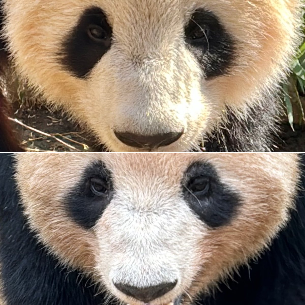 #上野動物園 #パンダ #シャオシャオ #レイレイ #シャオレイ すっごい今更だけど、シャオシャオ(上)とレイレイ(下)、アイパッチの形の違い。