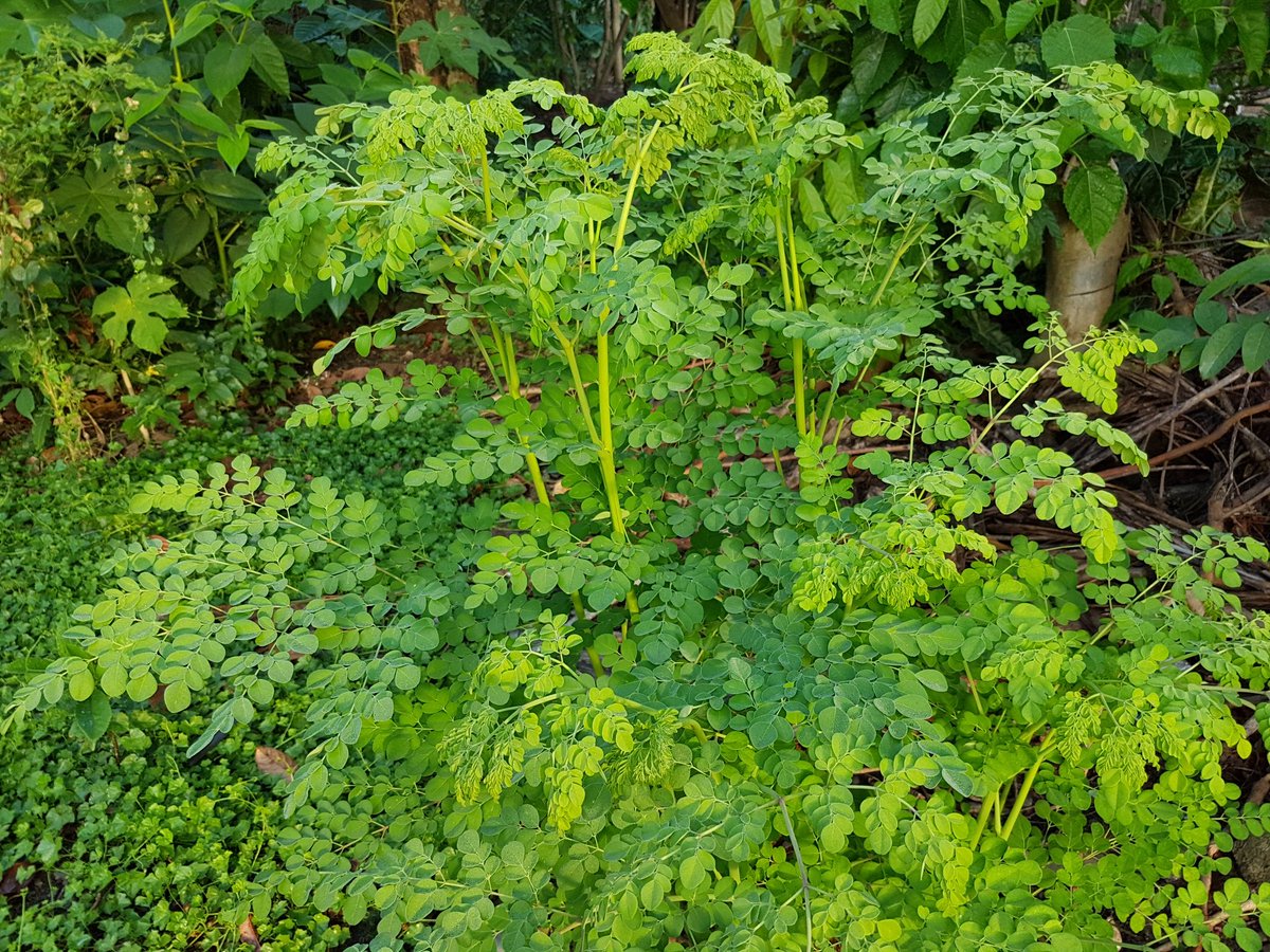 BENEFITS OF MORINGA LEAVES IN POULTRY 1. Moringa contains natural antimicrobial agents, which boost the birds immune system. Poultry fed with moringa are more resistant to diseases. 2. Poultry fed with moringa leaves exhibit improved feather color and quality. 3. Moringa