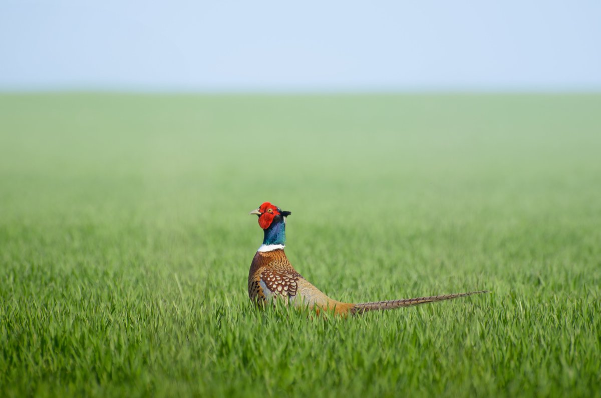 Our #PhotoOfTheWeek goes to photographer Dan Sedran for this beautiful ring-necked pheasant shot taken in Ontario, Canada.💚 Join the Can Geo Photo Club here: photoclub.canadiangeographic.ca #wildlife #wildlifephotography #bird #birdphotography