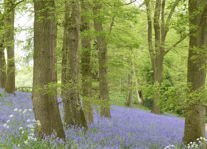 May Bank Holiday bluebell woods at #HodnetHallGardens on the Shropshire/Staffordshire border.
#LoveGreatBritain