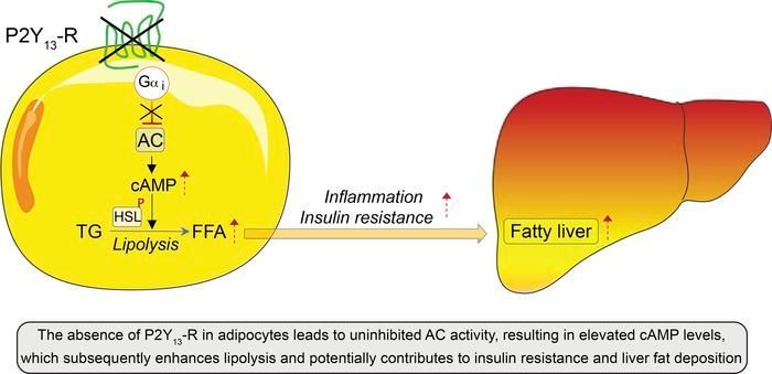 P2Y13 receptor deficiency favors adipose tissue lipolysis and worsens insulin resistance and fatty liver disease buff.ly/3UEQMMa @Inserm #Hepatology #Metabolism