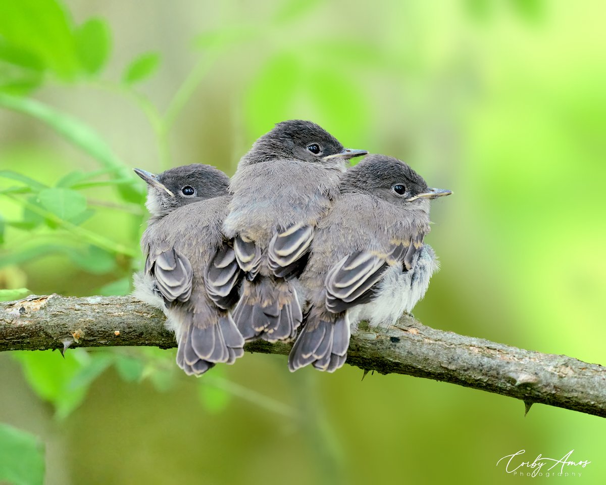 Time to turn the cuteness factor way up! Eastern Phoebe fledglings taken from my kayak in the middle of a swamp.
.
ko-fi.com/corbyamos
.
linktr.ee/corbyamos
.
#birdphotography #birdwatching #BirdTwitter #twitterbirds #birdpics #BirdsofTwitter