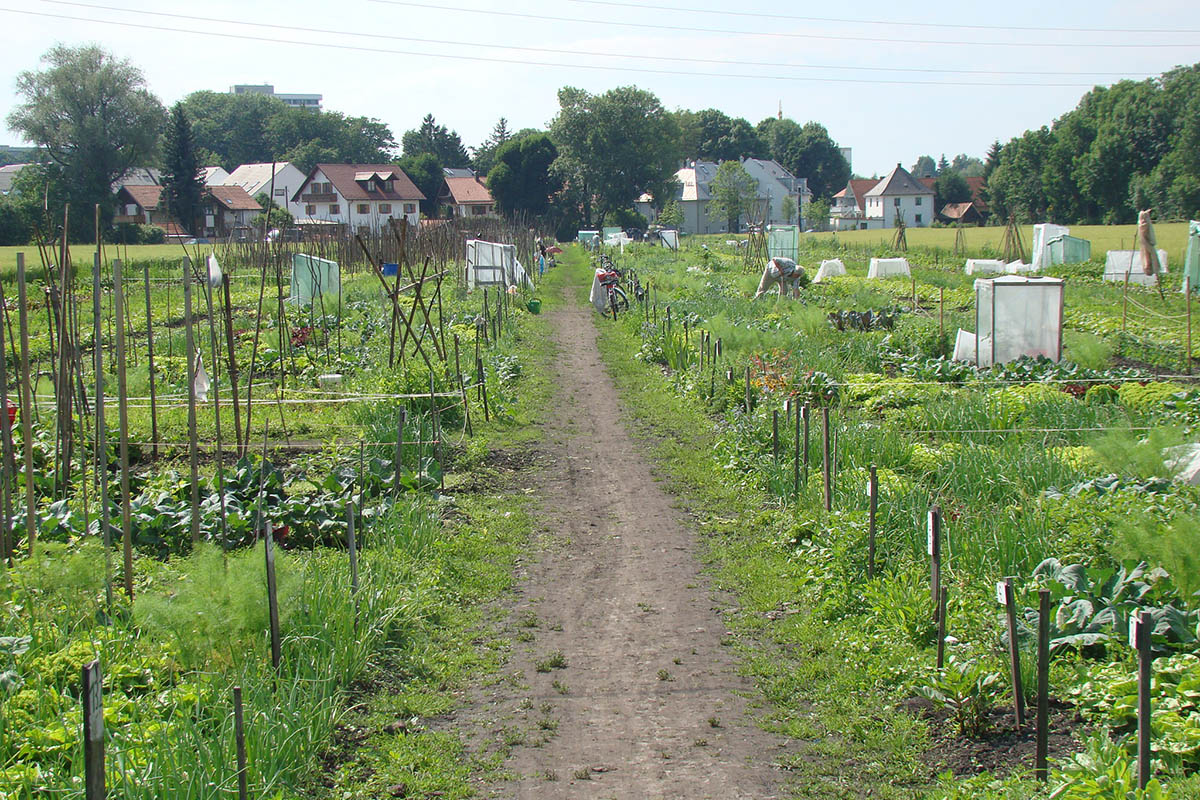 The @muenchen Krautgärten (“vegetable gardens”) offer interested @StadtMuenchen residents the opportunity to produce & harvest their own fresh vegetables Finalist in the @AIPHGlobal #WorldGreenCityAwards 2024🏅 #CaseStudy: aiph.org/green-city-cas…