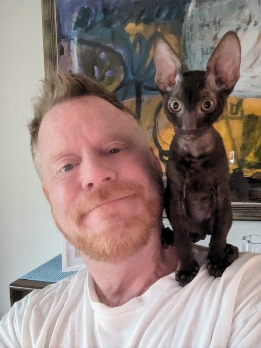 Meet Eddie. He's sweet but sensitive, so please don't bully him for being different. He's being the best little boy he can be. #Cornishrex