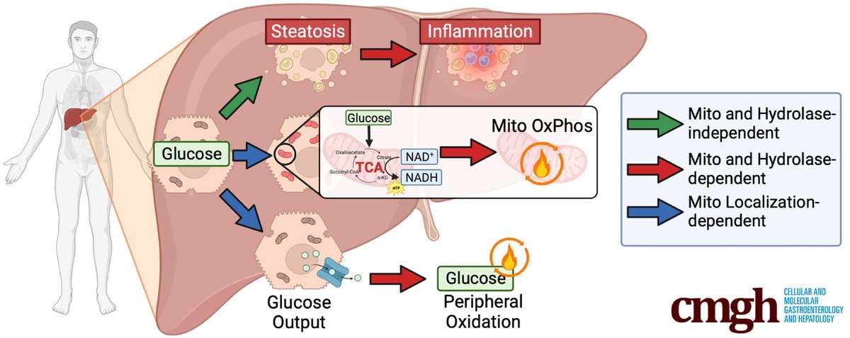 Yiming Zhang, et al show that mitochondrial arginine hydrolysis drives oxidative metabolism ➡️ ow.ly/4eCB50Rveyy @gi_peds @wustlmed