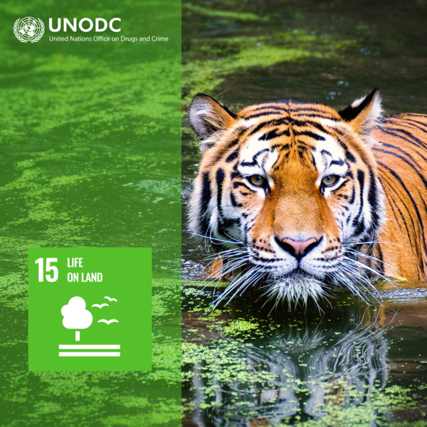 Poaching and illegal wildlife trade drive species to extinction.

To achieve @TheGlobalGoals #SDG15 UNODC works with States from crime scene to court to tackle both demand and supply of illegal wildlife products.

📗 bit.ly/3xP597J

#EndWildlifeCrime