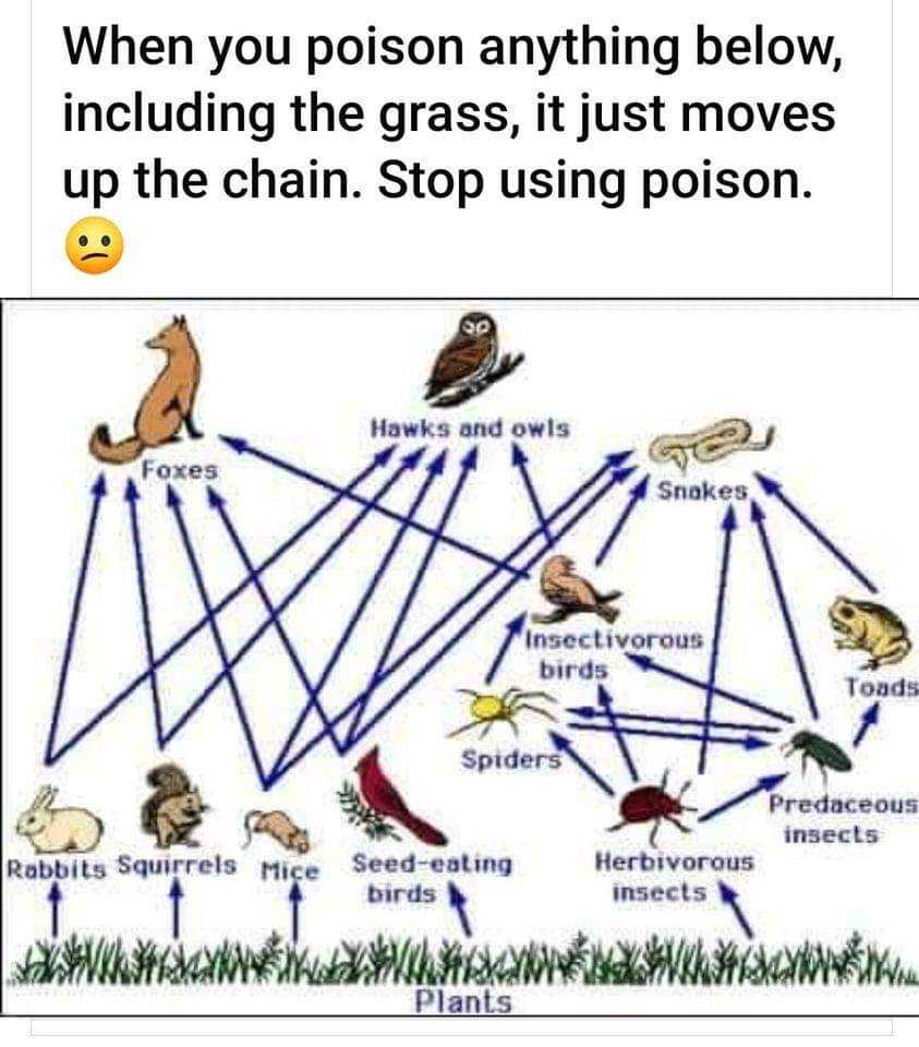 Don't use pesticides or herbicides in your yard! The poison moves up the chain and damages biodiversity and public health. #pollution #nomowmay @green4ema