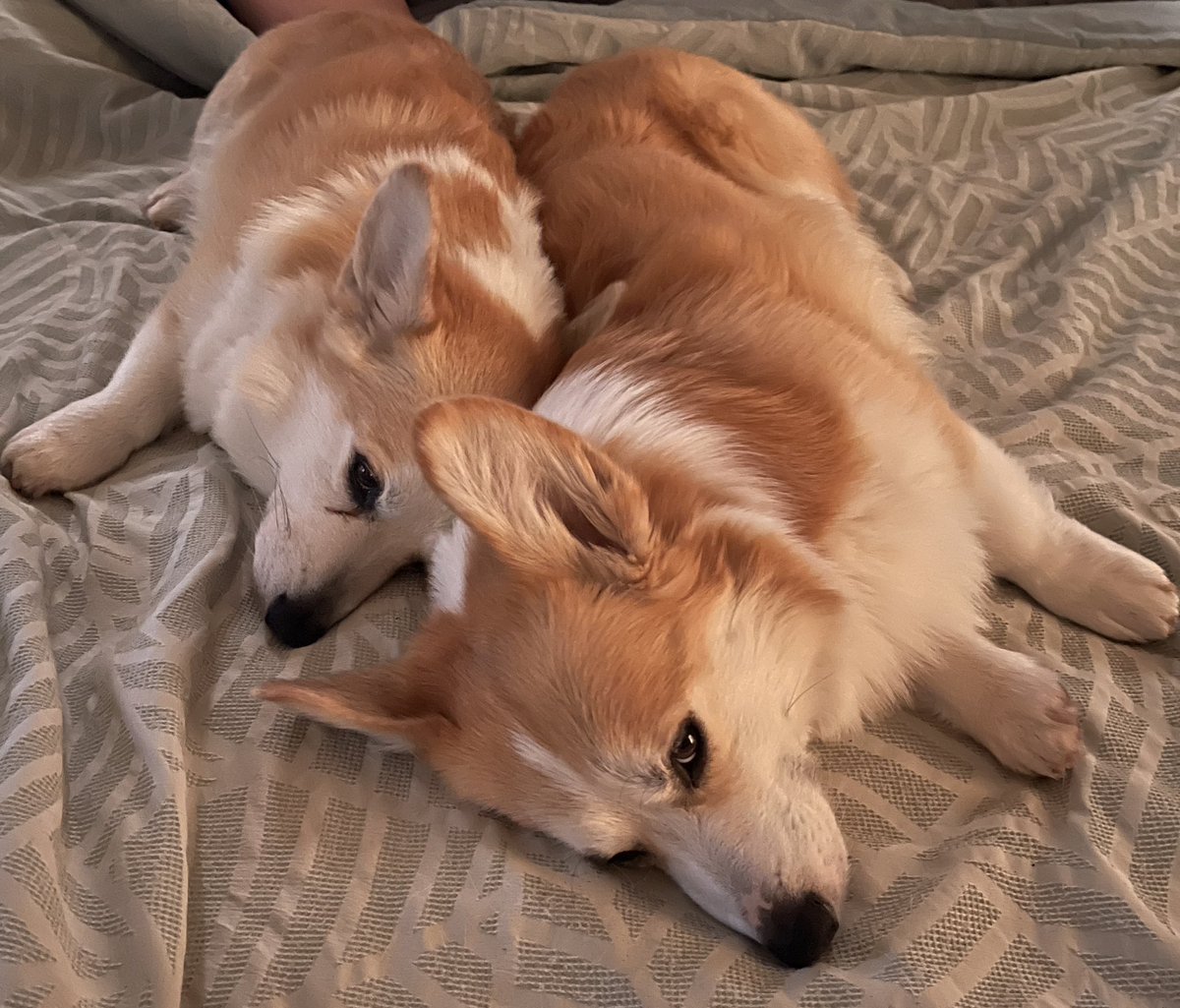 Dang…Mommy finally got evidence that we like each other…

🤪 

Thanks for all your support yesterday. It’s super 🌧️🌧️🌧️ today so post-agility naps are the only thing on the agenda. 

#CarsonTheCorgi #AndPocoToo #CorgiCrew