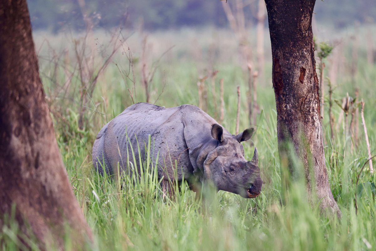 This Rhino studied us for a while and we were wondering if this big battle tank would chase us but he just turned around and went the other way. We were relieved but also disappointed at not getting a big adrenaline rush of running for our lives. Some other day perhaps…