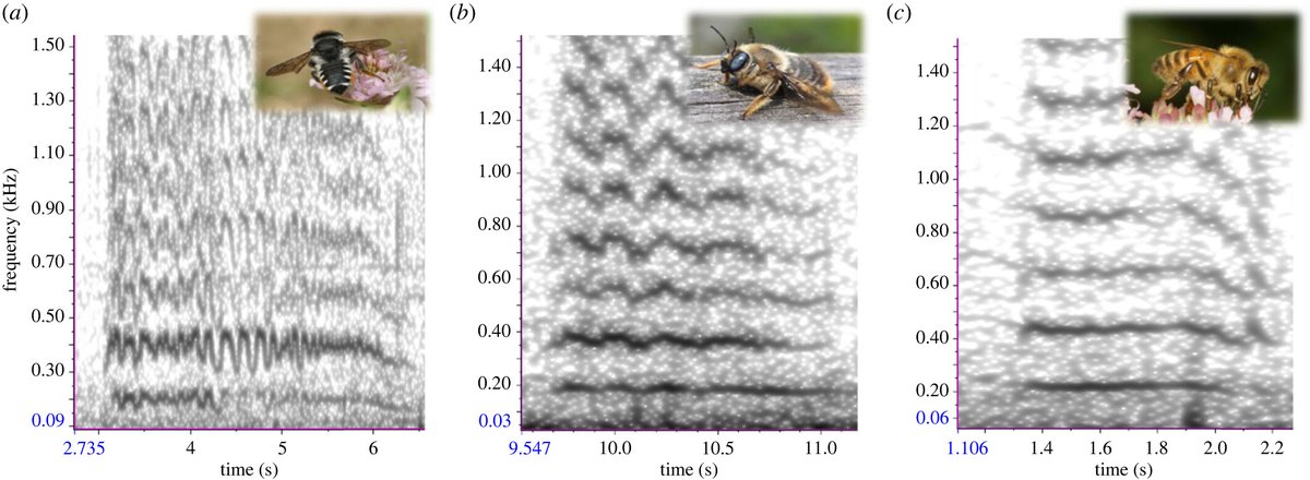 Discover how #acoustics could revolutionize #pollinator monitoring. Our latest article dives into the world of insect sounds, uncovering their potential for species ID and more! Hear the buzz 🌼🐝🎶 doi.org/10.1098/rstb.2… @ARB_bioacustica @DiegoLlusia