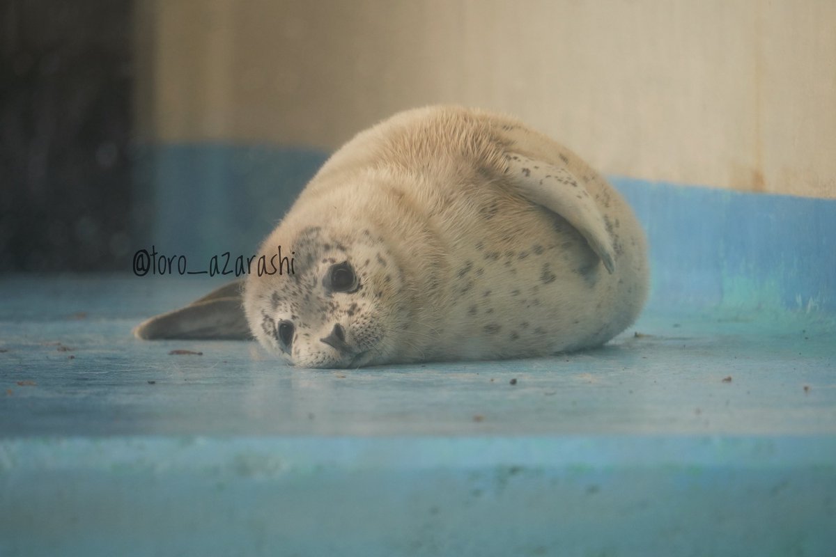 #あわしまマリンパーク

もなか仔

2024/05/06

#あざらし #アザラシ #seal #海豹 #바다표범 #ゴマフアザラシ 

急いで選んだ写真は太眉まんまるｴｹﾁｪﾝでしたが、、、
実はこんなにもかわいいポテンシャル無限大超絶尊いイケメンｴｹﾁｪﾝです🦭！！