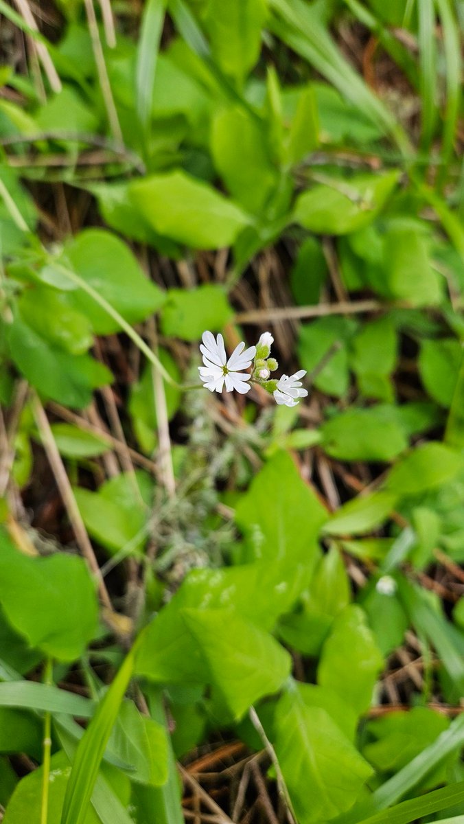 Flower study continues. . #flowerphotography #total_flowers #raw_flowers #wildflower #whiteflower #forestfloor #stopandlookaround #flora #macro #pnw #easternoregon