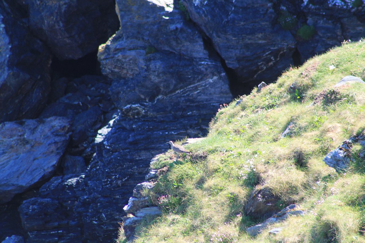 Lots of seals and birds down at the cliffs at Godrevy this morning, think they were all making the most of the sunshine.
#Cornwall