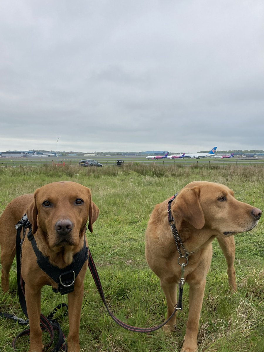 Be on the look out for #litter wherever you roam. Unfortunately it’s never hard to find. Ted and Paddy by Prestwick Airport, Ayrshire. #dogsofx #dogcharity #ayrshire #southayrshire #prestwick #walkingthedog #planespotting