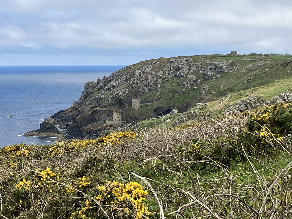Mines, Choughs, and Gorse- and a bit of blue for good measure! Best bank holiday.