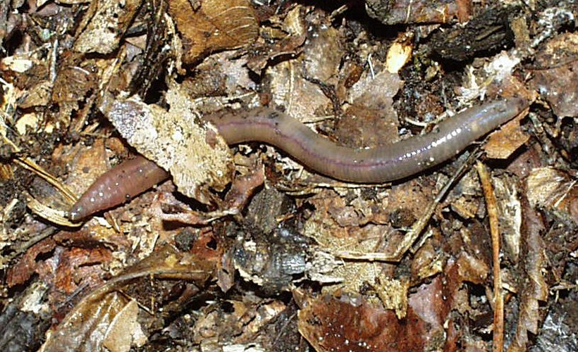 Amynthas agrestis, commonly known as the crazy worm or Asian jumping worm, is an invasive species native to East Asia. It poses a significant threat to forest ecosystems in North America due to its voracious appetite.
#AsianJumpingWorm
#InvasiveSpecies
#CrazyWorms