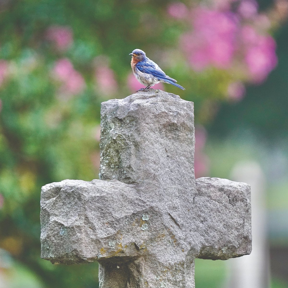 Hollywood Cemetery is one of Richmond’s “hot spots” for birding. Check out our Natural Treasure Guides to identify some of the most common bird species. hollywoodcemetery.org/visit/natural-… Photo: Bill Draper Photography
