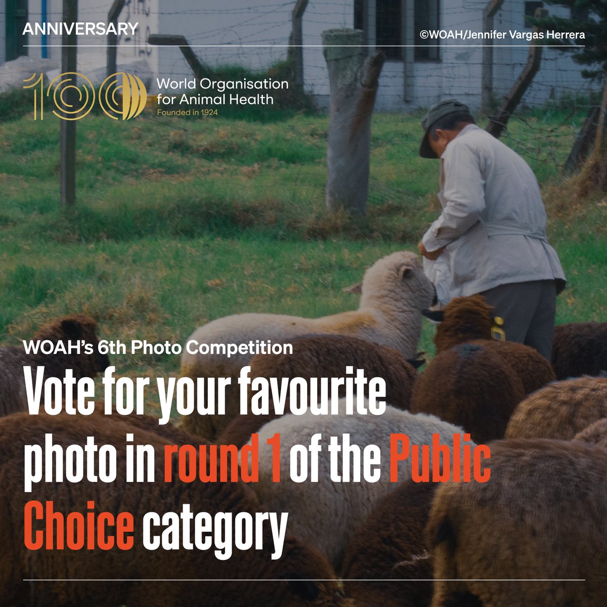 Voting is now open for the Public Choice category of our 100th anniversary special photo competition. The theme for this year is, ‘Animal health and welfare, looking to the past and embracing the future’. Cast your vote before 10th May, 2024: woah.org/en/photo-compe… #WOAH100