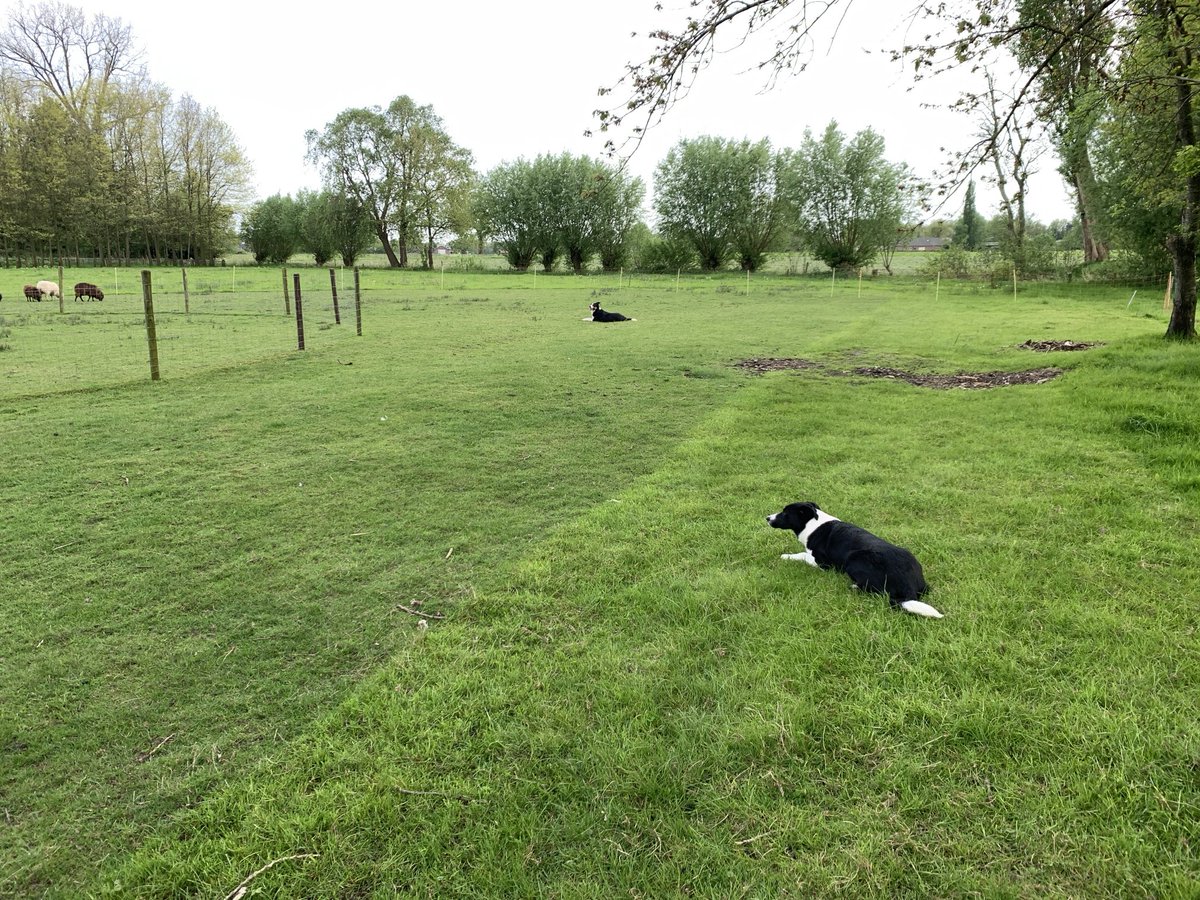 Met z’n tweeën houden ze de wacht. #bordercollies #schaapshonden #working #sheepdog